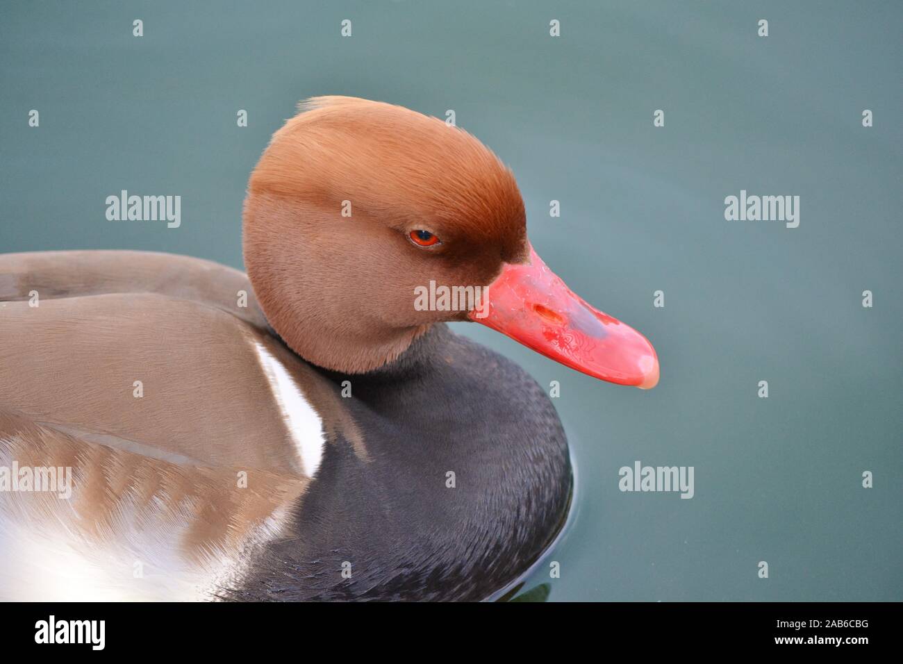 Un anatra chiamato red-crested pochard Foto Stock