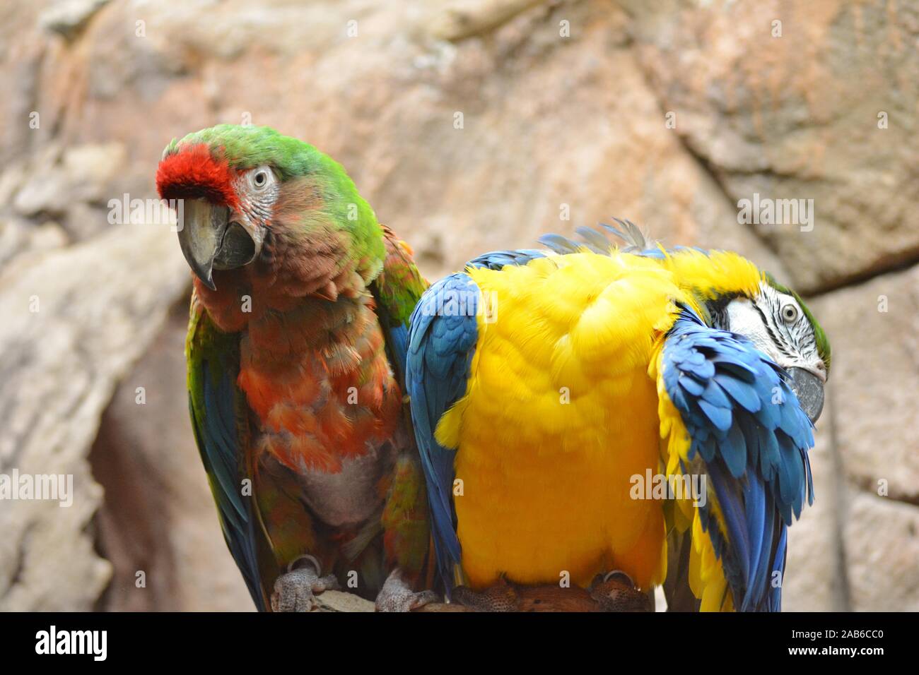 Due pappagalli con bellissimi colori Foto Stock