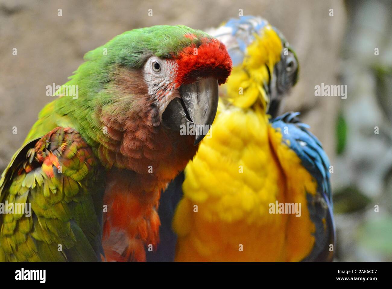 Due pappagalli con bellissimi colori Foto Stock