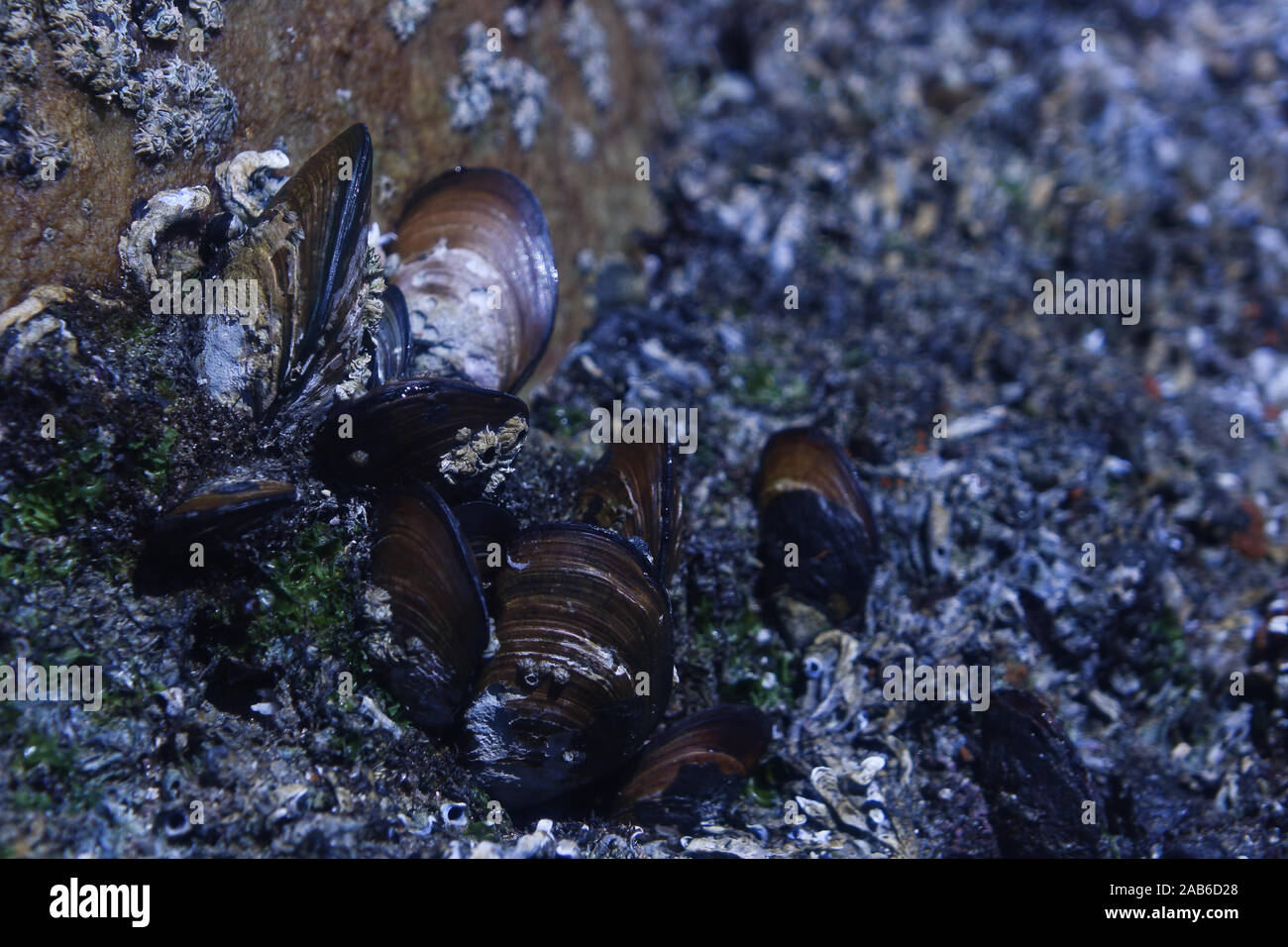 Grappolo di cozze nero su rocce costiere (MOLLUSCA BIVALVIA) Foto Stock