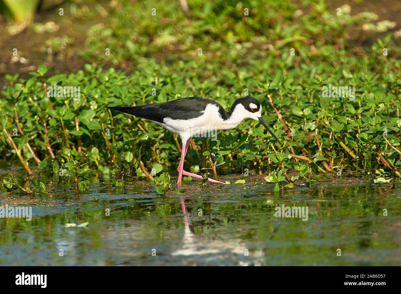 Nero-colli (Stilt Himantopus mexicanus), verde Cay Area Natura Foto Stock