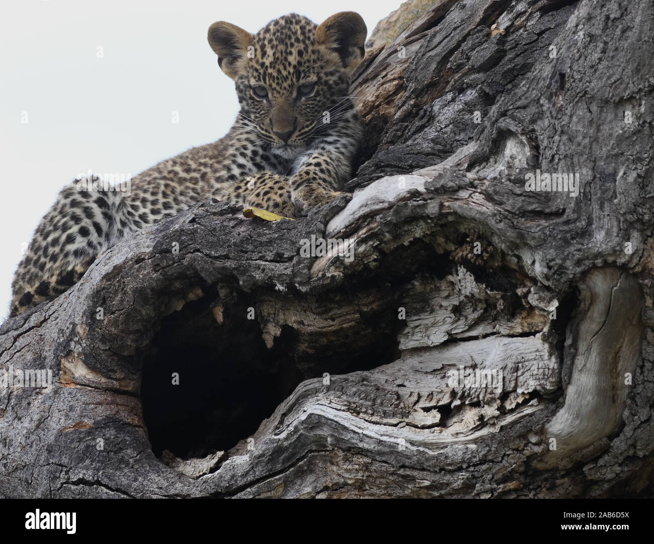 Un leopard (Panthera pardus) cub attende vicino alla sua den in un albero cavo per sua madre al ritorno dalla caccia. Parco Nazionale del Serengeti, Tanzania Foto Stock