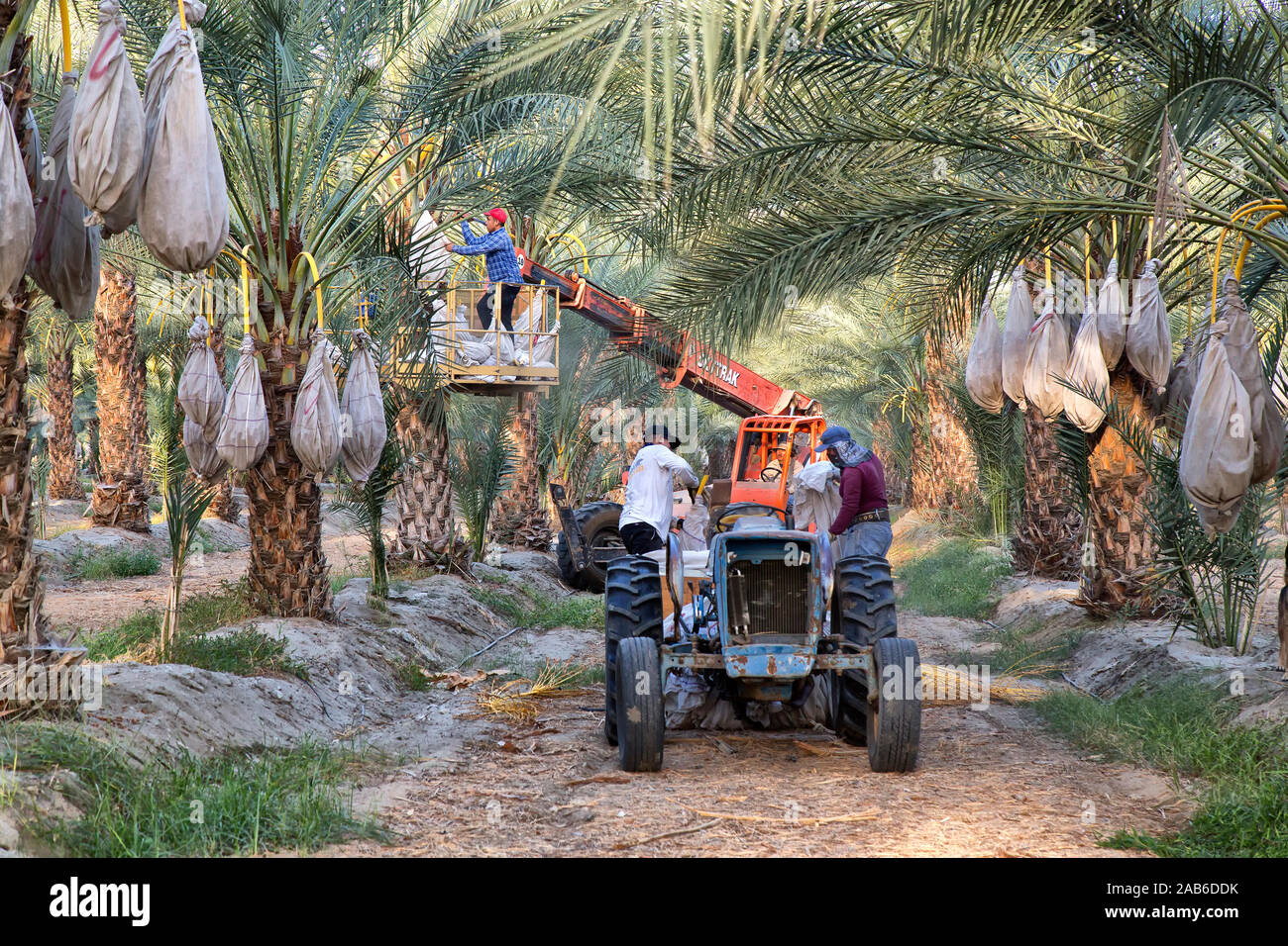 I lavoratori che raccolgono la piantagione matura del frutto del 'Deglet Noor', Phoenix dactylifera, Thermal, California, Coachella Valley. Foto Stock