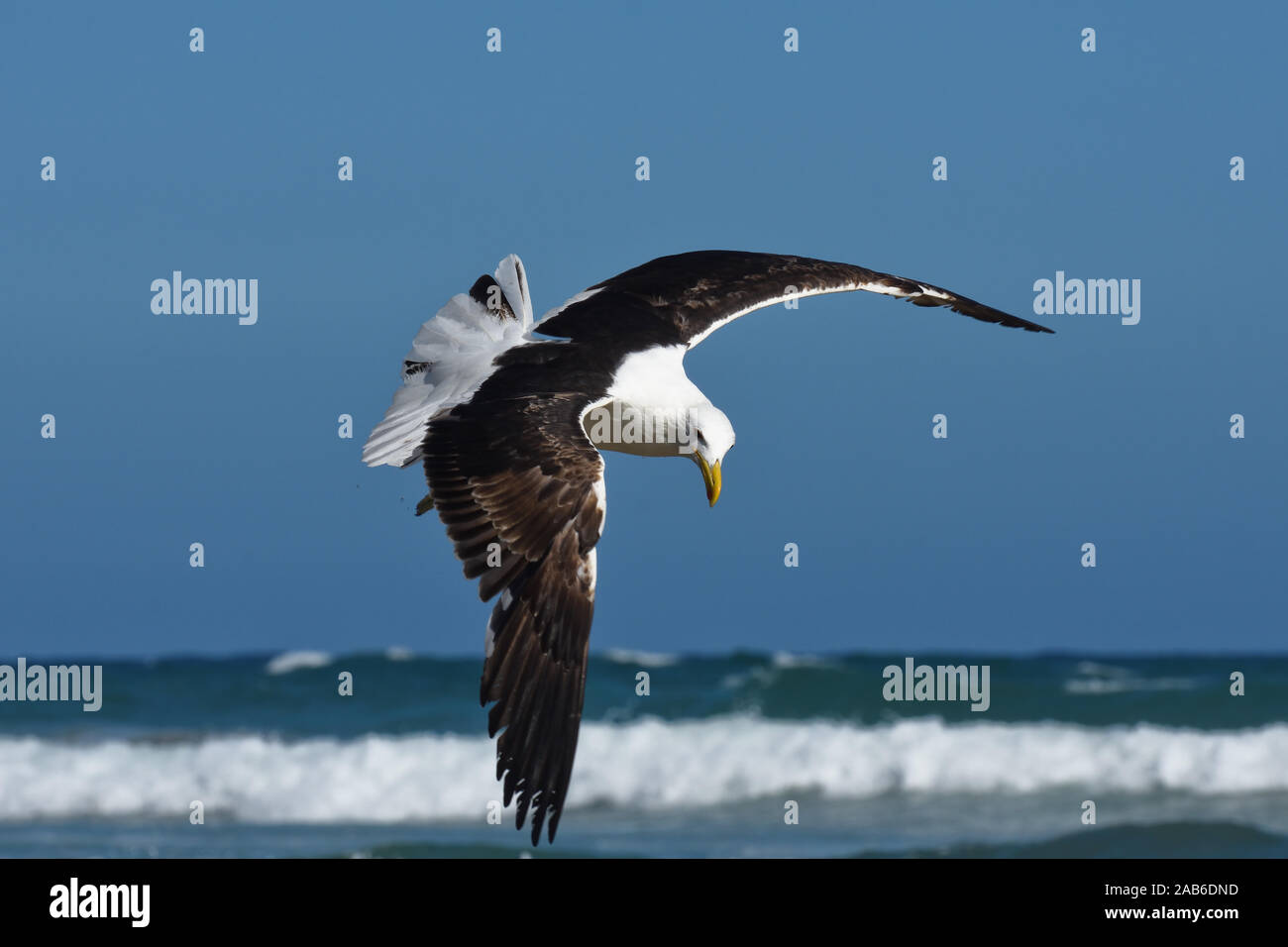 Kelp Gabbiano in volo dal mare (Larus dominicanus) Foto Stock