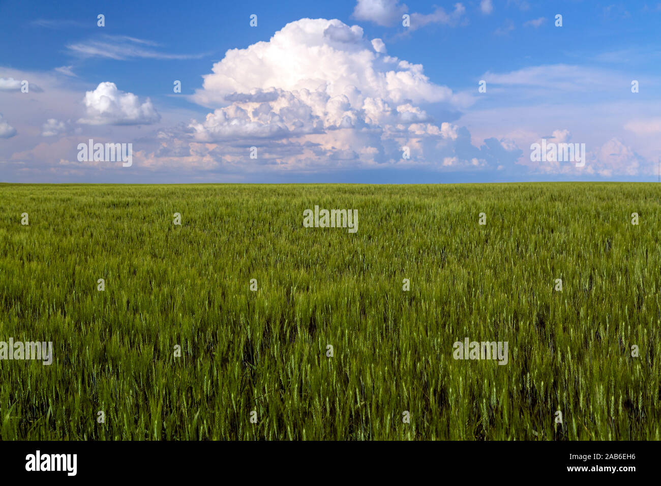 Canadian prairie paesaggio del campo di grano nelle zone rurali di Saskatchewan, Canada. Foto Stock