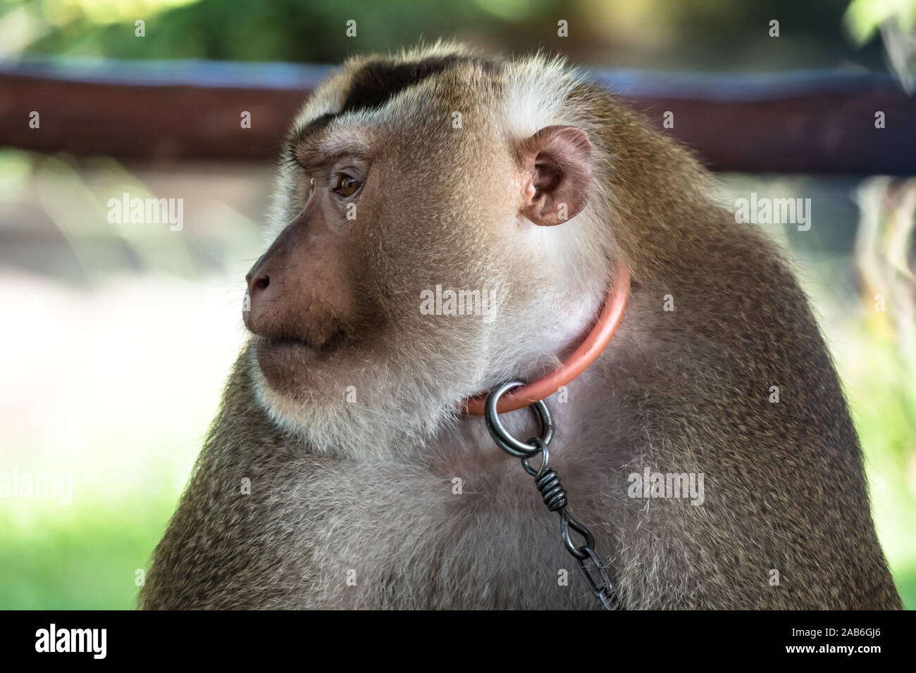 Scimmie selvatiche thailandesi che chiedono ai turisti di mangiare. Le banane e il mais sono i loro preferiti. Potrebbero essere molto esigenti e intrusivi Foto Stock