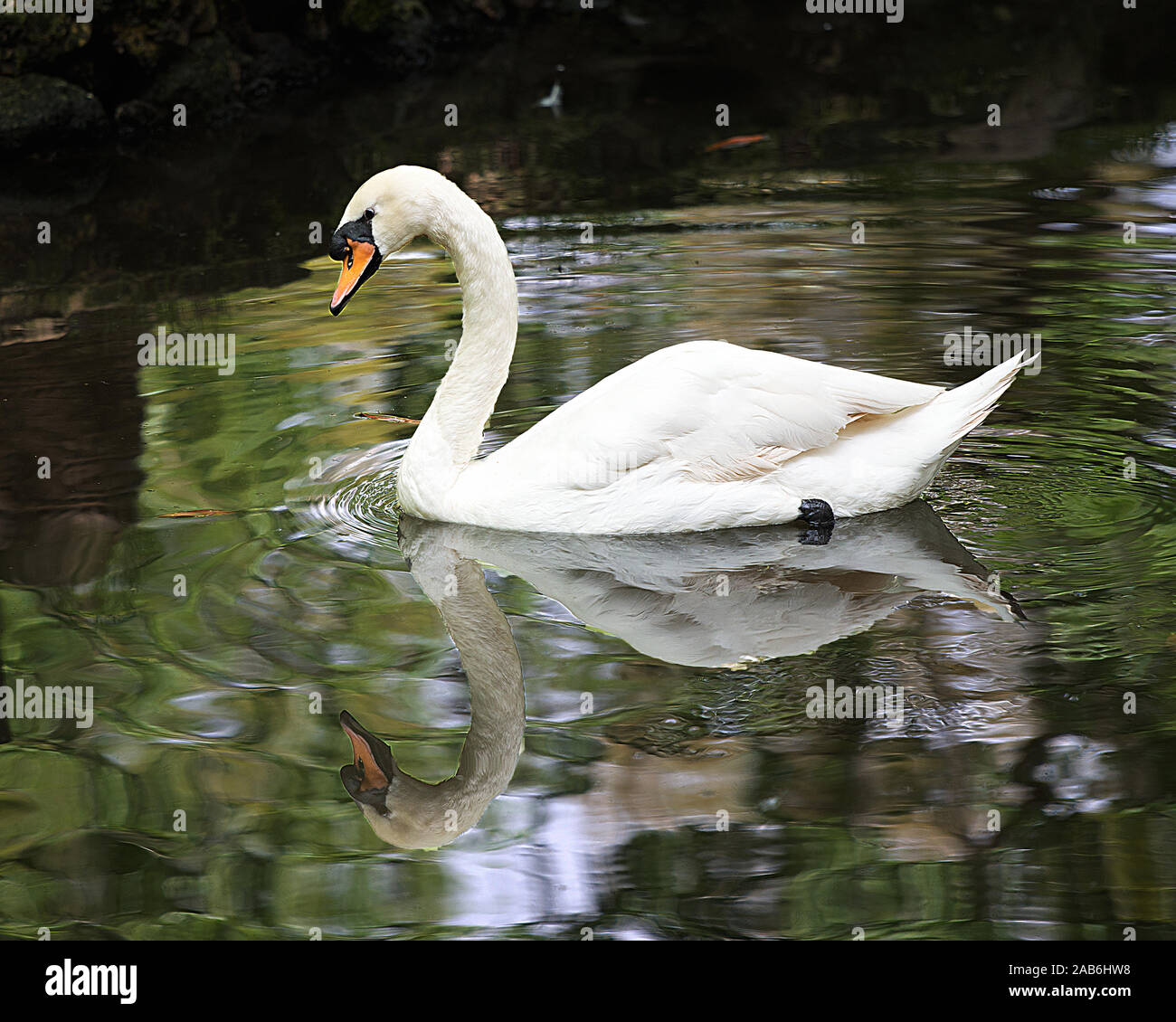 Il White Swan bird in acqua di esporre il suo corpo, la testa, il becco, occhio, diffondere le ali con un riflesso. Foto Stock