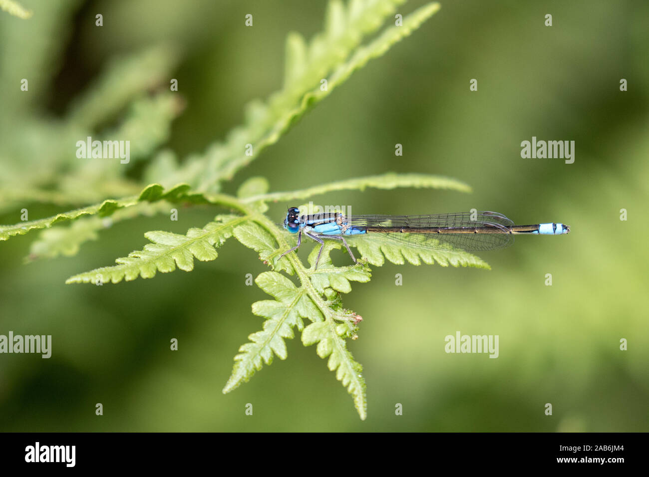Comune di coda blu Damselfly Foto Stock