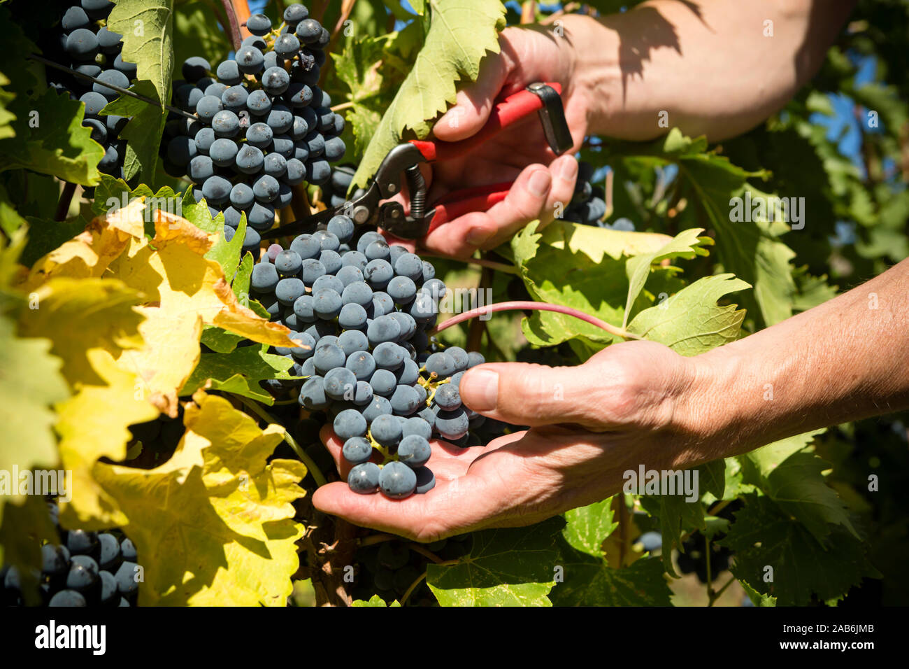 La raccolta di uve Shiraz durante l'autunno vendemmia nella Okanagan Valley della British Columbia, Canada. Foto Stock