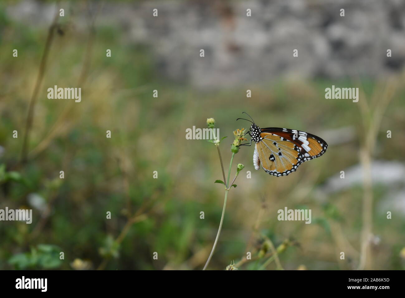 Un monarca africano o Normale Tiger butterfly appollaiato su un coatbuttons fiore all'inizio della stagione delle piogge in Surakarta, Indonesia. Foto Stock