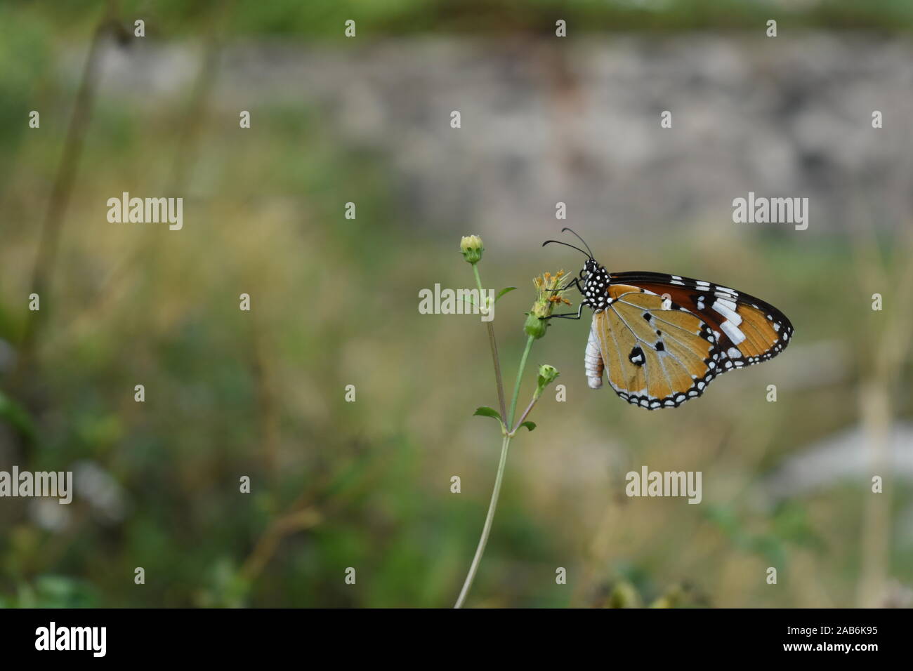 Un monarca africano o Normale Tiger butterfly appollaiato su un coatbuttons fiore all'inizio della stagione delle piogge in Surakarta, Indonesia. Foto Stock