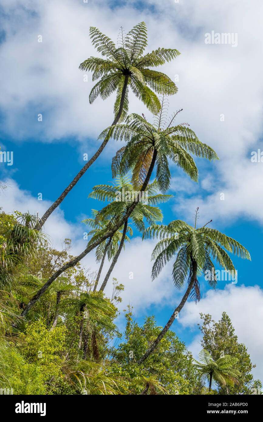 Foreste pluviali di Nuova Zelanda sulle Isole Nord e Sud. Temperato e sub-tropicale. Alberi di felci e palme. Foto Stock