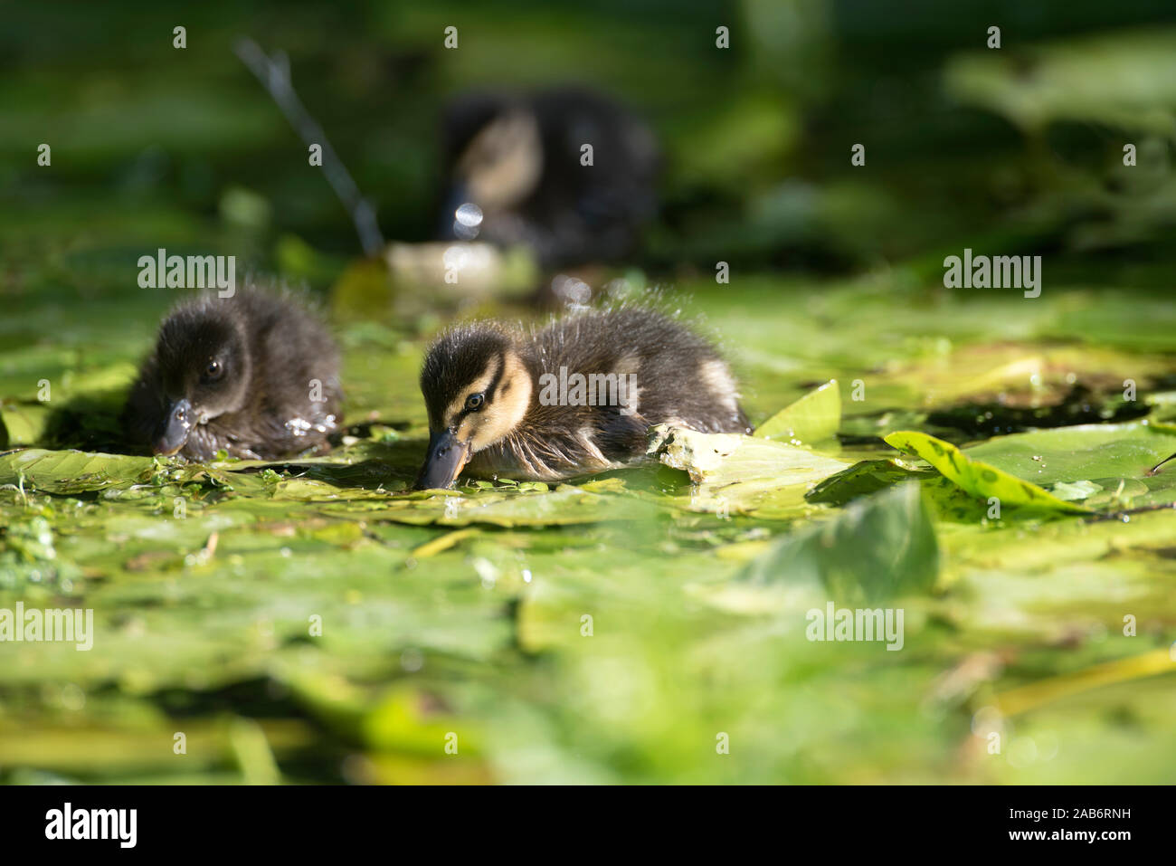 Il Germano Reale, anatroccolo mangiare (Anas plathyrhynchos), Francia Foto Stock