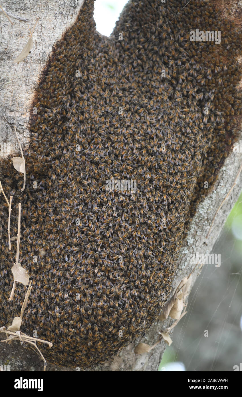 Una sciame di ape di miele delle pianure dell'Africa orientale (Apis mellifera scutellata) su un tronco di albero. Parco Nazionale di Tarangire, Tanzania. Foto Stock