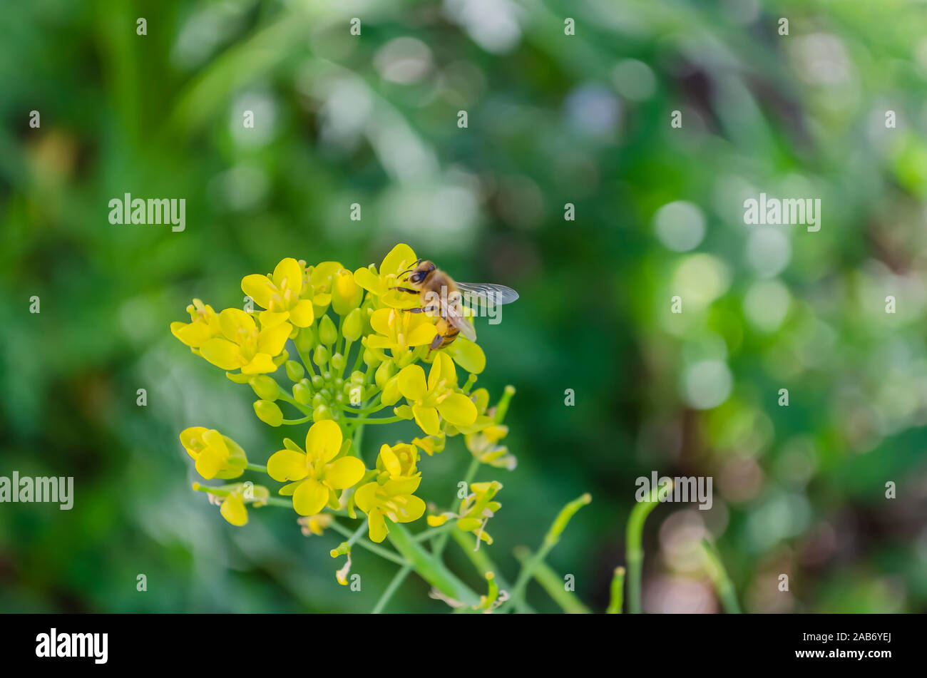 Honeybee su giallo pak choi Blossom Foto Stock