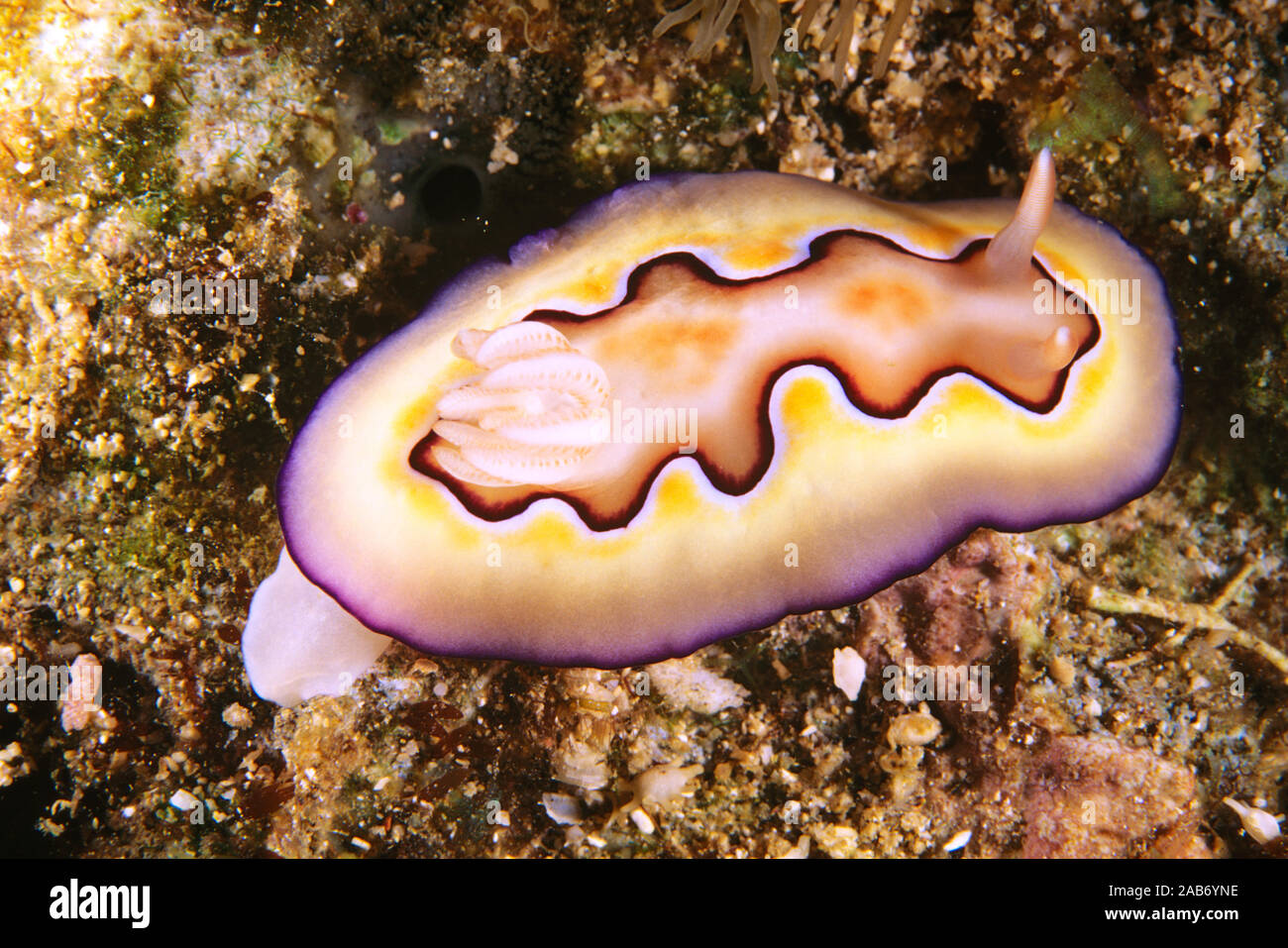 Coi il chromodoris (Chromodoris coi), che mostra la sottile linea viola intorno al bordo del mantello e del marrone a chiazze regione centrale. Ad Ambon, Indonesia Foto Stock