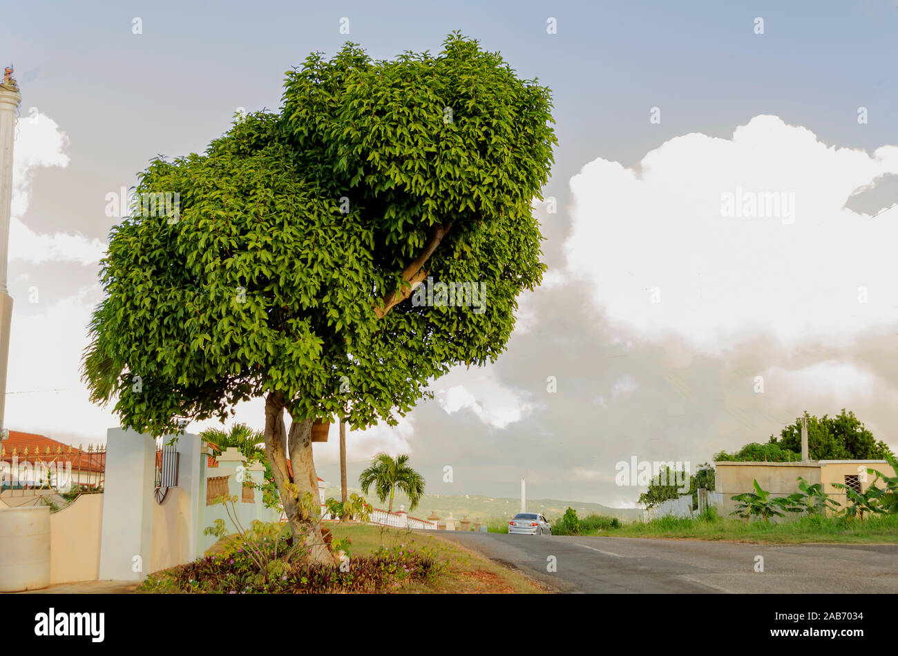 Strada Guinep albero in Giamaica Foto Stock