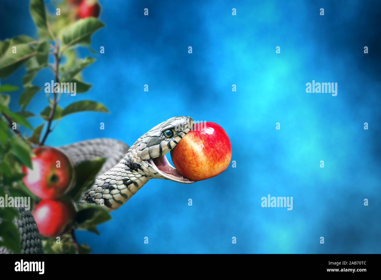 Snake con un Apple frutto nella sua bocca. Frutto proibito concetto. Foto Stock