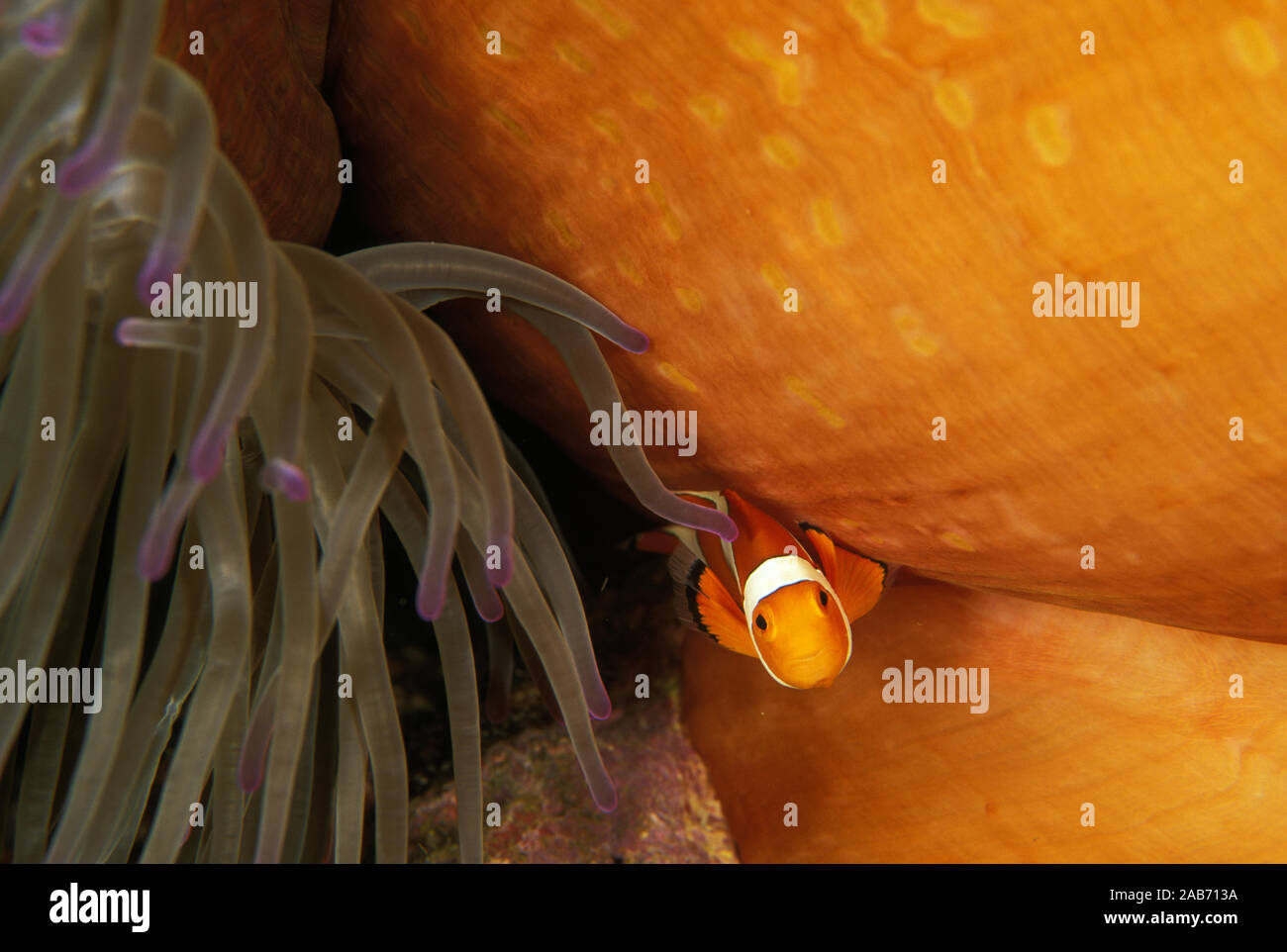 Clown anemonefish (Amphiprion ocellaris), in host (anemone Heteractis magnifica). Manado, Indonesia Foto Stock