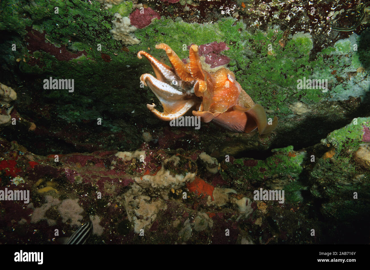 Il gigante australiano Seppie (Sepia apama), consuma esca dall'ingranamento preda nei suoi tentacoli. Isola di Bowen, Jervis Bay Territory, Australia Foto Stock