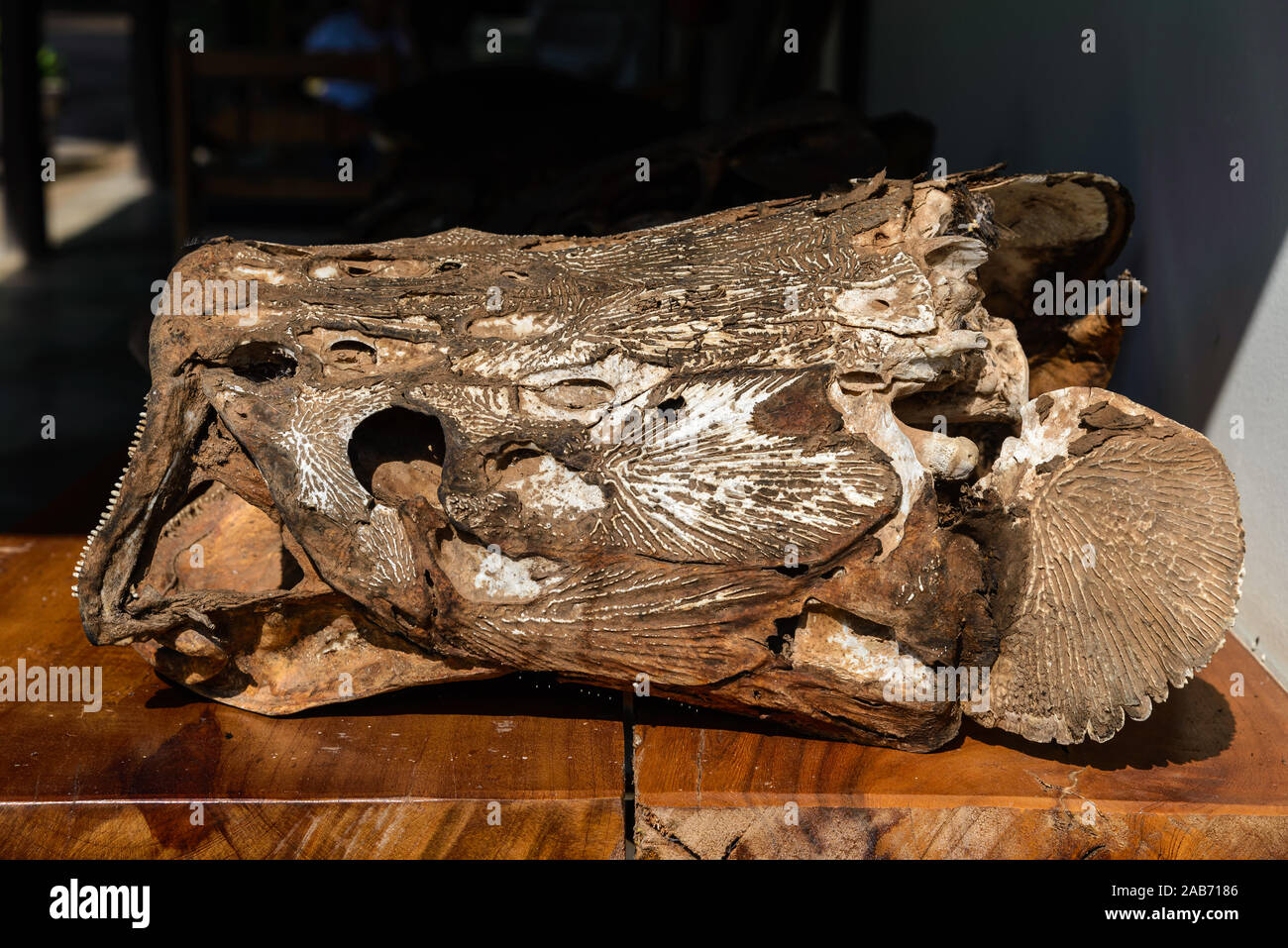 Le ossa della testa di Arapaima gigas, un gigantesco pesce vive nel fiume del Amazon. Tocantins Brasile. Foto Stock
