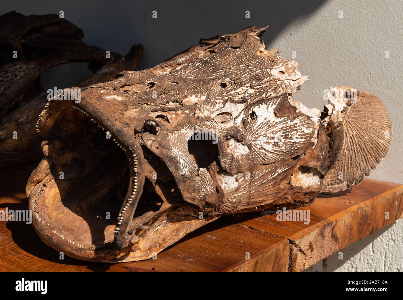 Le ossa della testa di Arapaima gigas, un gigantesco pesce vive nel fiume del Amazon. Tocantins Brasile. Foto Stock