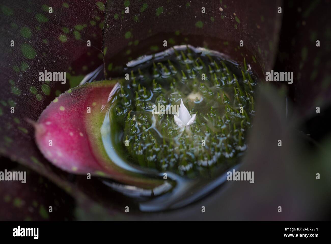 Piccoli fiori bianchi all'interno di un impianto di bromeliad. Foto Stock