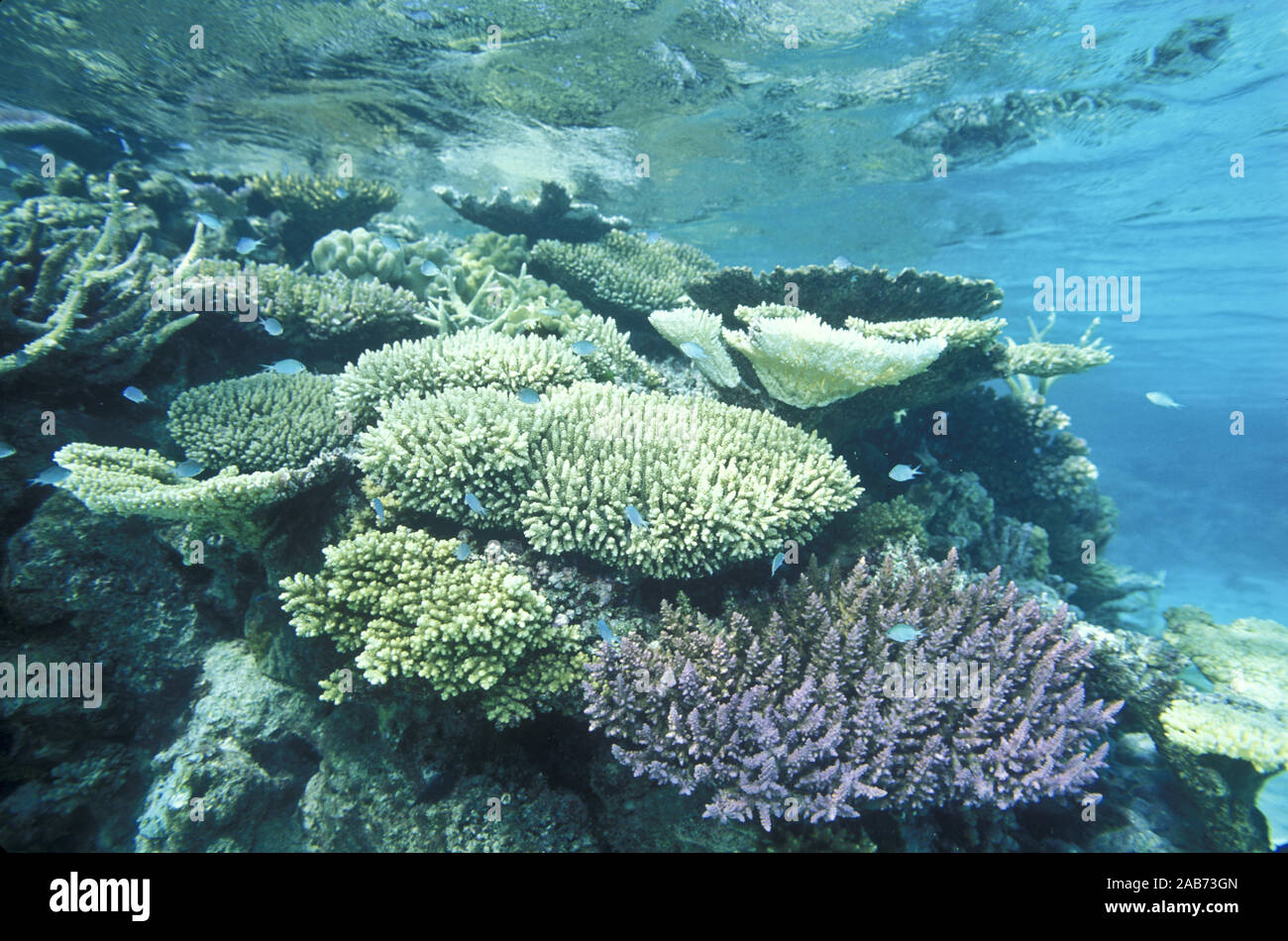 Il reef di coralli duri (principalmente Acropora specie), appena al di sotto della superficie dell'acqua. La Grande Barriera Corallina, Queensland, Australia Foto Stock