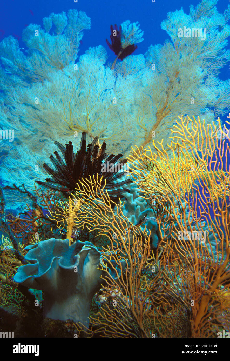 Il giardino di corallo con ventole di mare, crinoidi e coralli molli che  occupa le pareti o i calanchi nella corrente di ben-spazzato aree. Coral  Sea, Australia Foto stock - Alamy