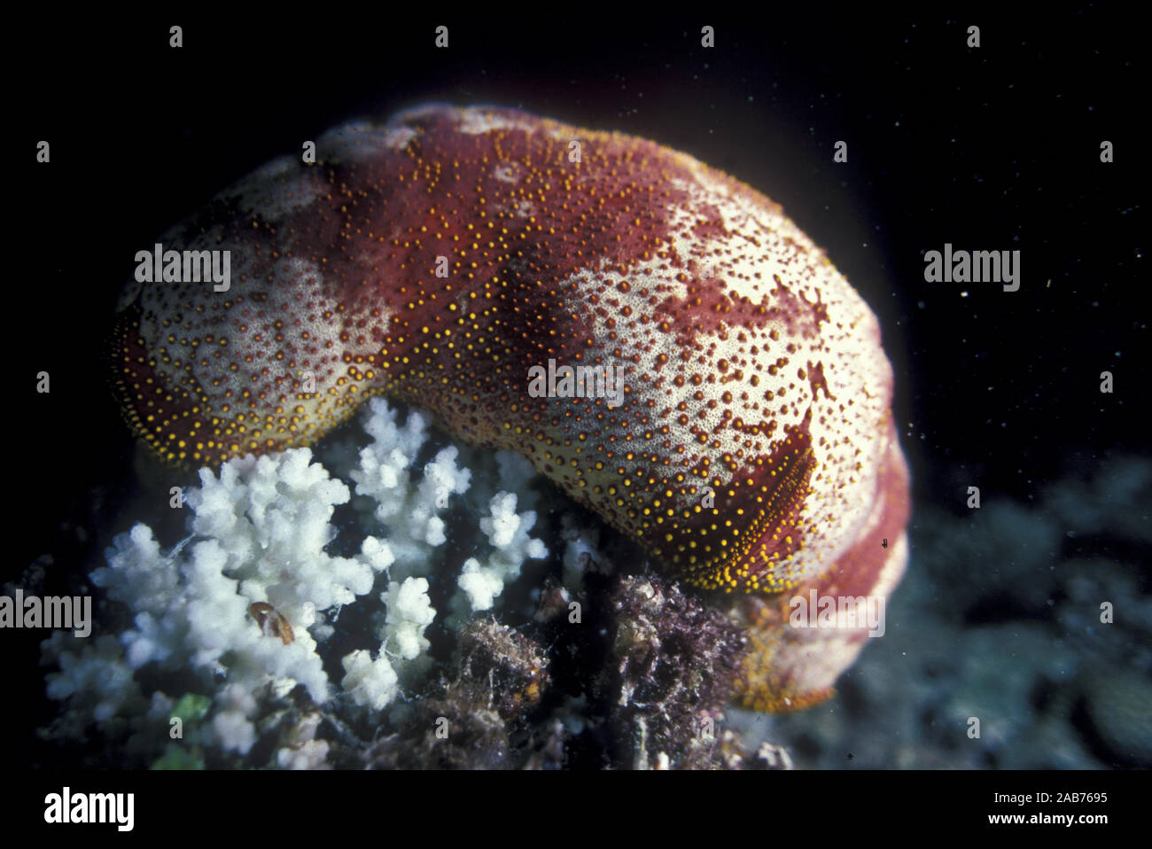 Pin-stella cuscino (Culcita novaeguineae), si nutrono di corallo a notte. Myrmidon Reef, Queensland, Australia Foto Stock