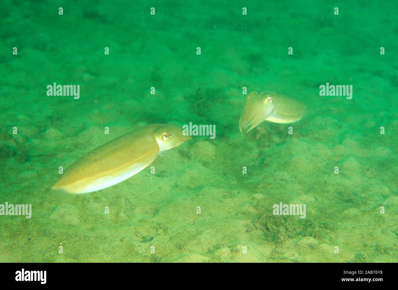 'Mourning' Seppie (Sepia plangon), coppia nel rituale di accoppiamento. Il Porto di Sydney, Nuovo Galles del Sud, Australia Foto Stock