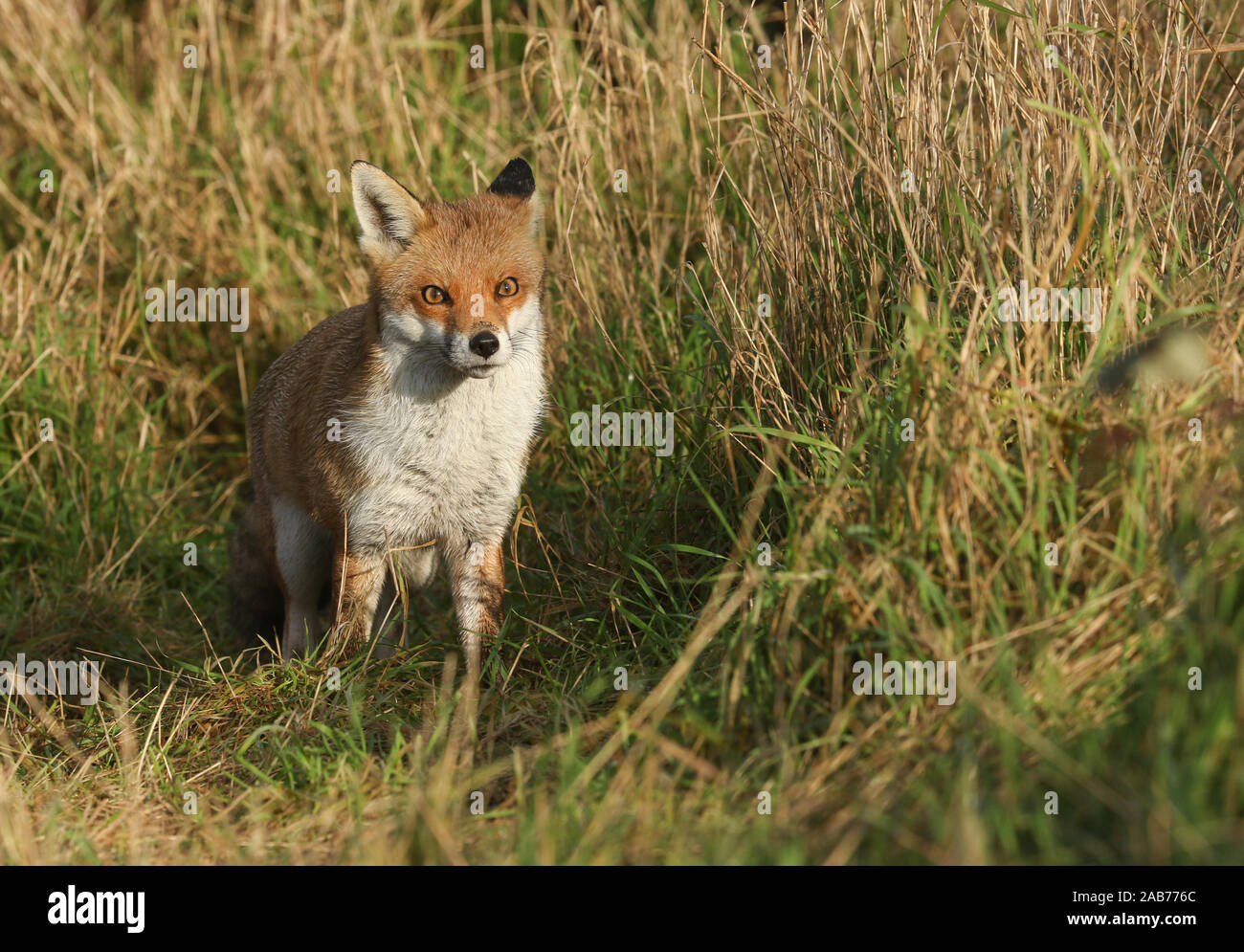 Una bella wild Red Fox, Vulpes vulpes, a caccia di cibo in un campo in corrispondenza del bordo del bosco. Foto Stock