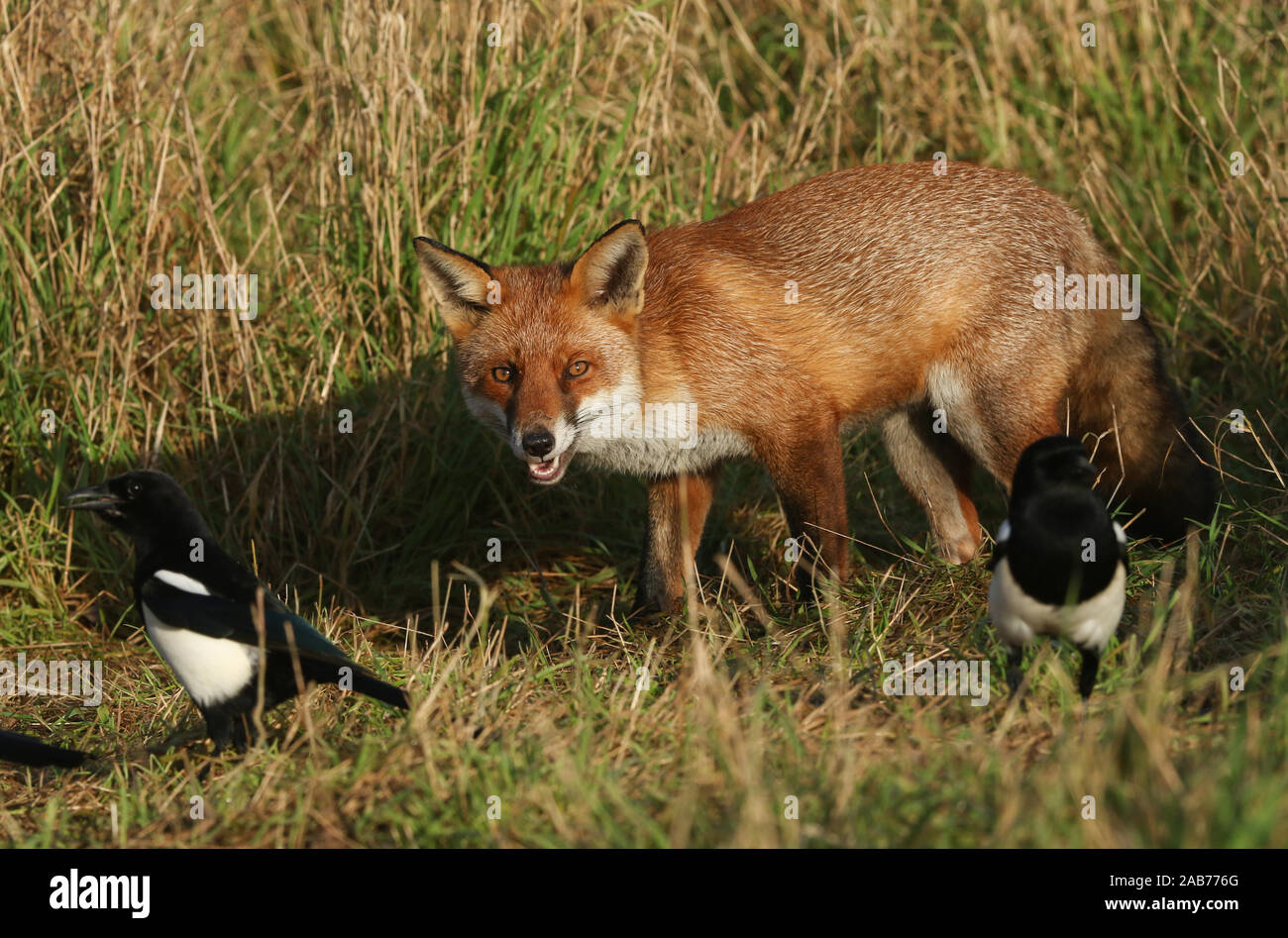Una bella wild Red Fox, Vulpes vulpes, a caccia di cibo in un campo in corrispondenza del bordo del bosco. Foto Stock