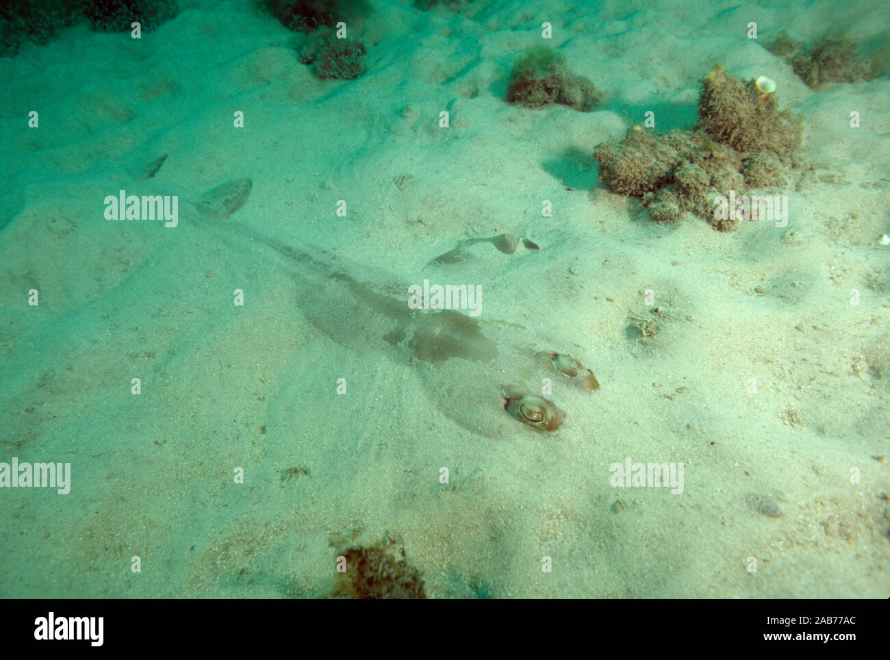Shovelnose orientale ray (Aptychotrema rostrata), sepolta nel mare di sabbia del pavimento. Costa nord del New South Wales, Australia Foto Stock