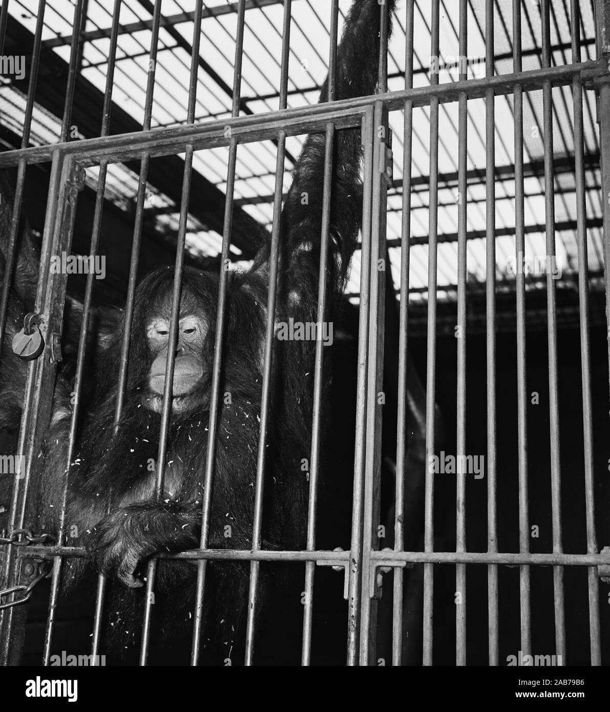 (Didascalia originale) di uno scimpanzé in un zoo ca. 1936-1937 Foto Stock