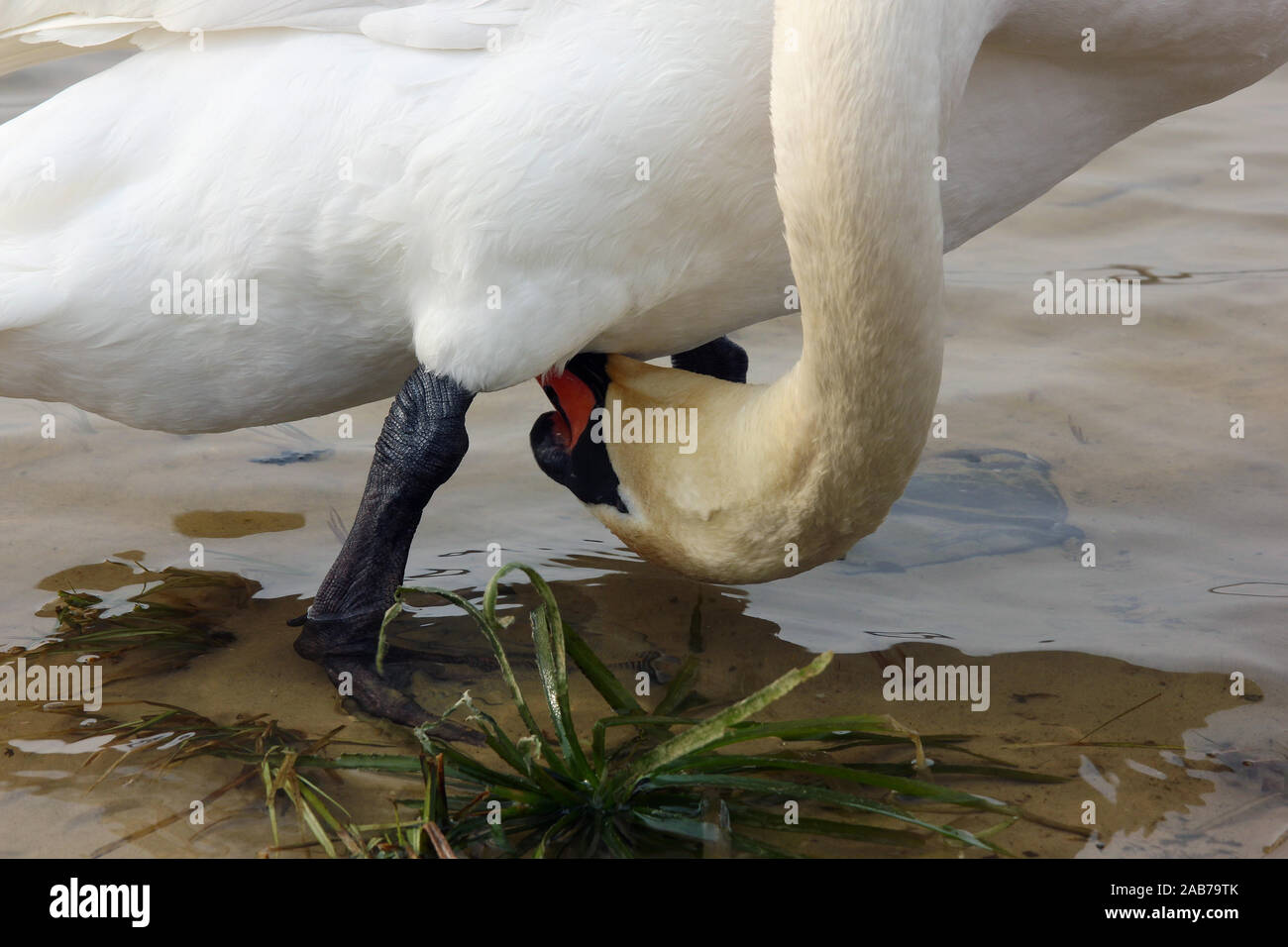 Adulto swan pulisce le piume tra le zampe con becco rosso closeup Foto Stock