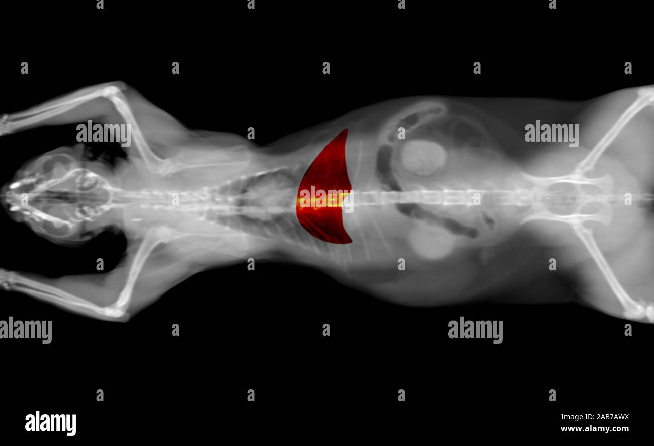 Bianco e nero scansione TC di un gatto pet su uno sfondo nero. Oncologia diagnosi veterinaria test x-ray. fegato evidenziata in rosso. Foto Stock