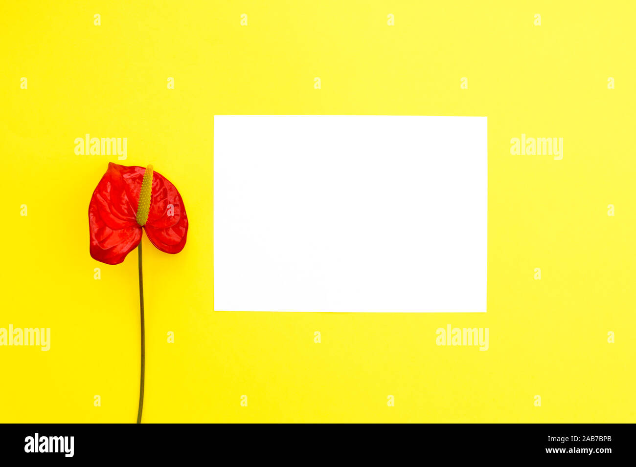 Un fiore rosso come anthurium e carta bianca su sfondo giallo. Lay piatto. Posto per il testo. Foto Stock