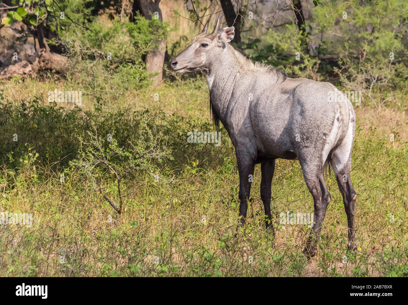 Deer (Cerves unicolor) nel Parco nazionale di Ranthambore, India Foto Stock