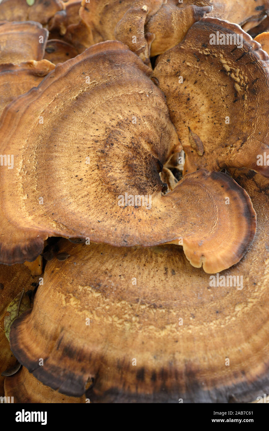 Gigantesco fungo Polypore Meripilus giganteus Foto Stock