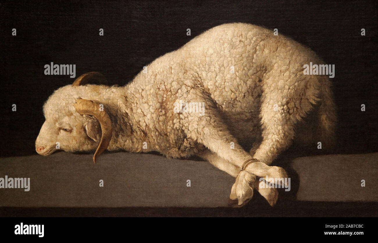 L'Agnello di Dio l'Agnello mistico Agnus dei (ca. 1635-1640) di Francisco de Zurbarán. Soprannominato Caravaggio spagnolo. Agnus dei. Foto Stock