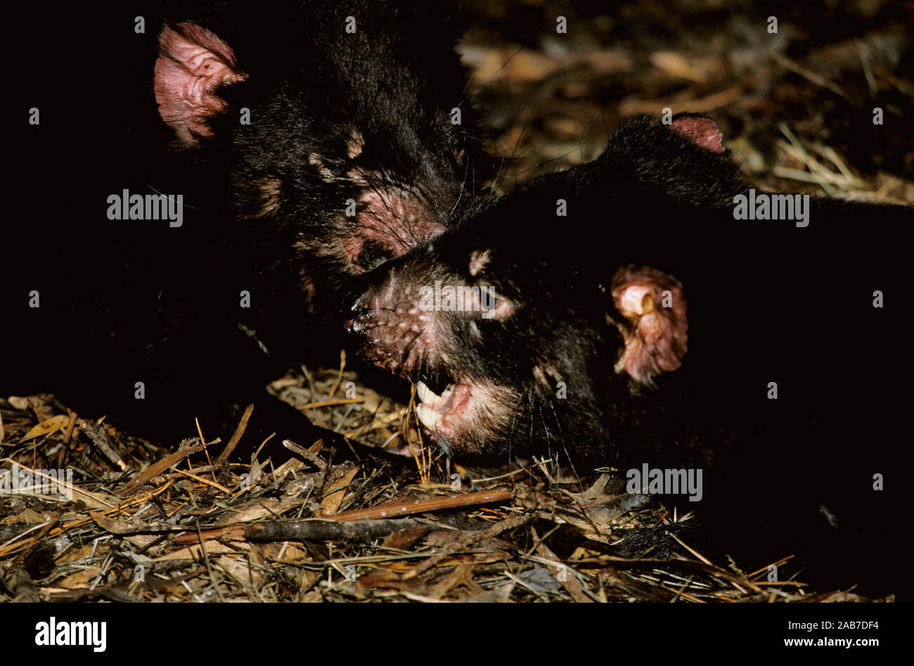 Diavolo della Tasmania (Sarcophilus harrisii), feroci in aspetto e comportamento, ma in gran parte un mangiatore di carogne. La più grande specie viventi di polyprodoton Foto Stock