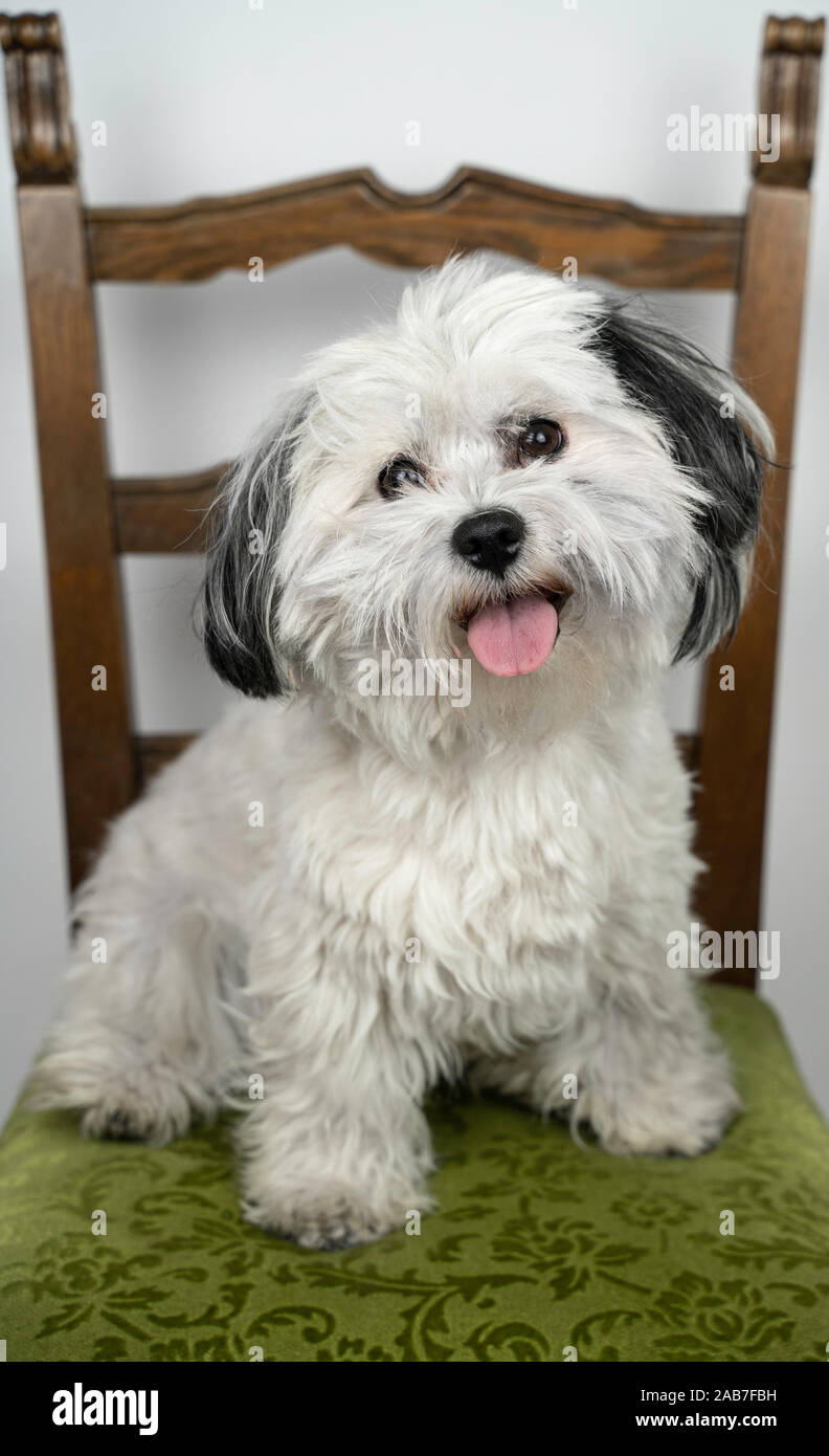 Bichon Havanese (Canis lupus familiaris) cucciolo bianco seduto su una sedia verde. Tonge fuori dalla sua bocca. Giovane maschio cucciolo guardando al fornito Foto Stock