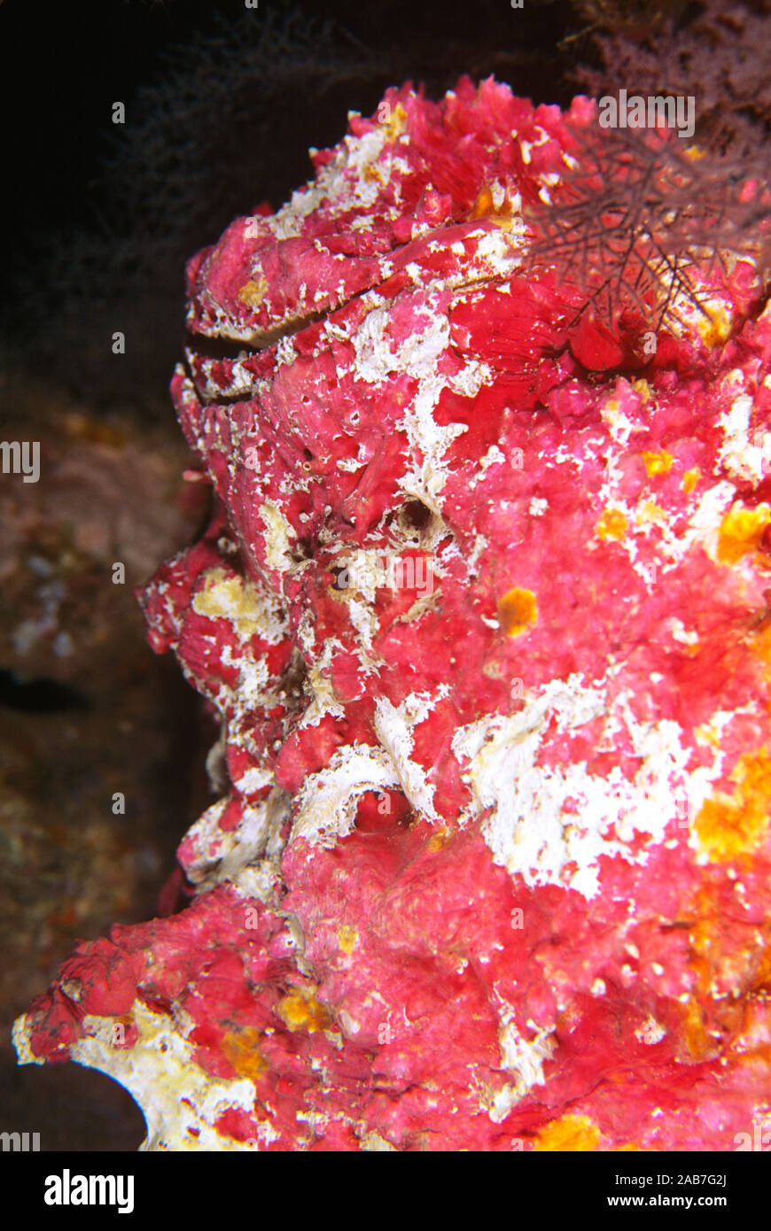 Reef pesci pietra (Synanceia verrucosa), il mondo, la maggior parte dei pesci velenosi. Port Moresby, Papua Nuova Guinea Foto Stock