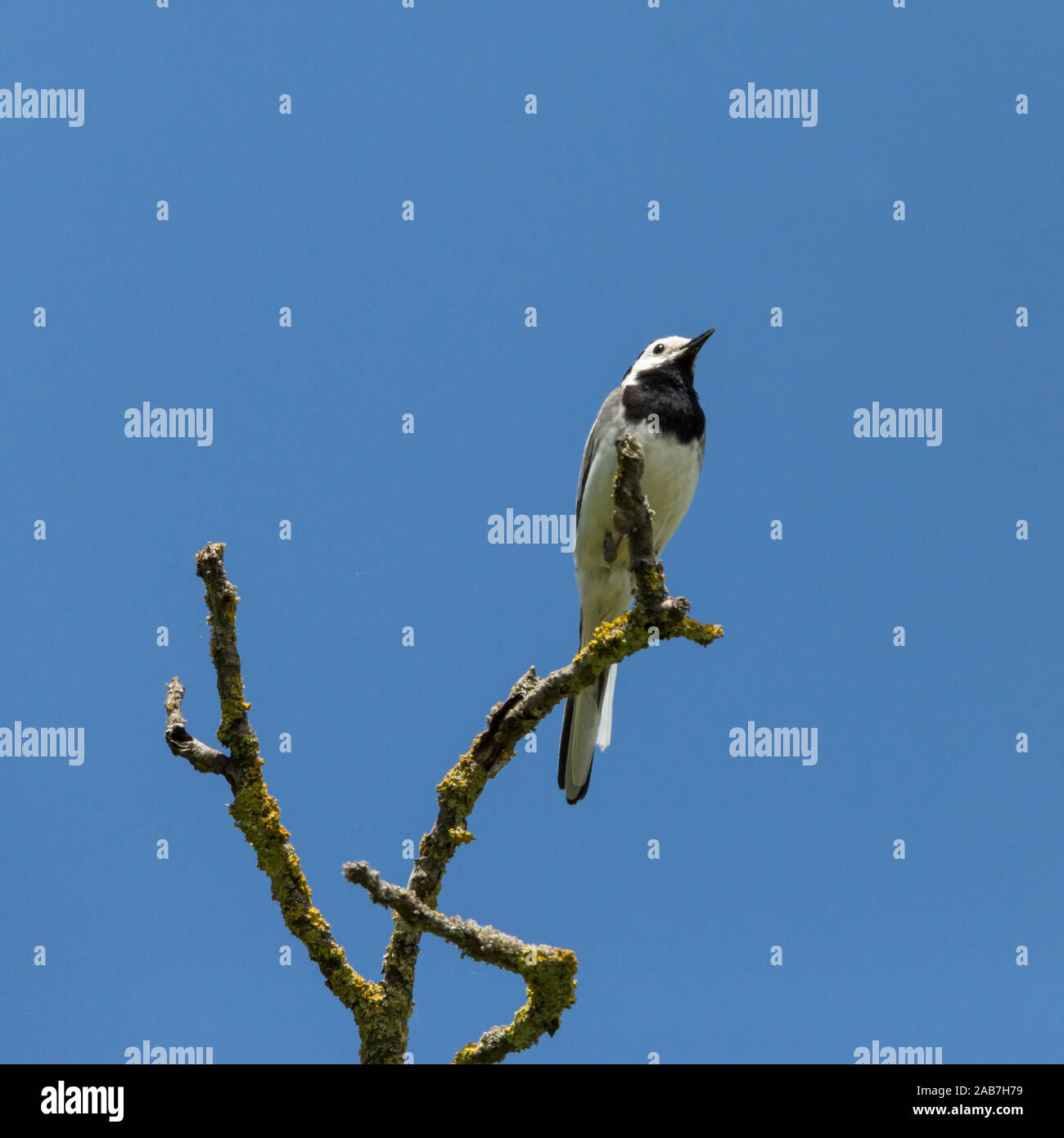 Bianco naturale wagtail bird (motacilla alba) sul ramo in cielo blu Foto Stock
