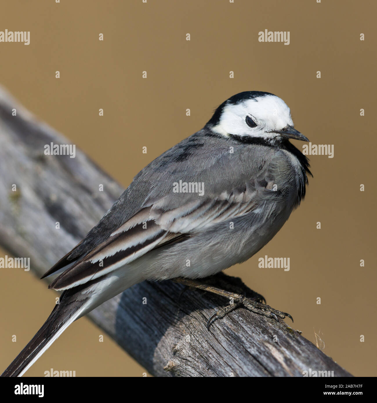 Chiudi vista laterale white wagtail bird (motacilla alba) in piedi sul ramo Foto Stock