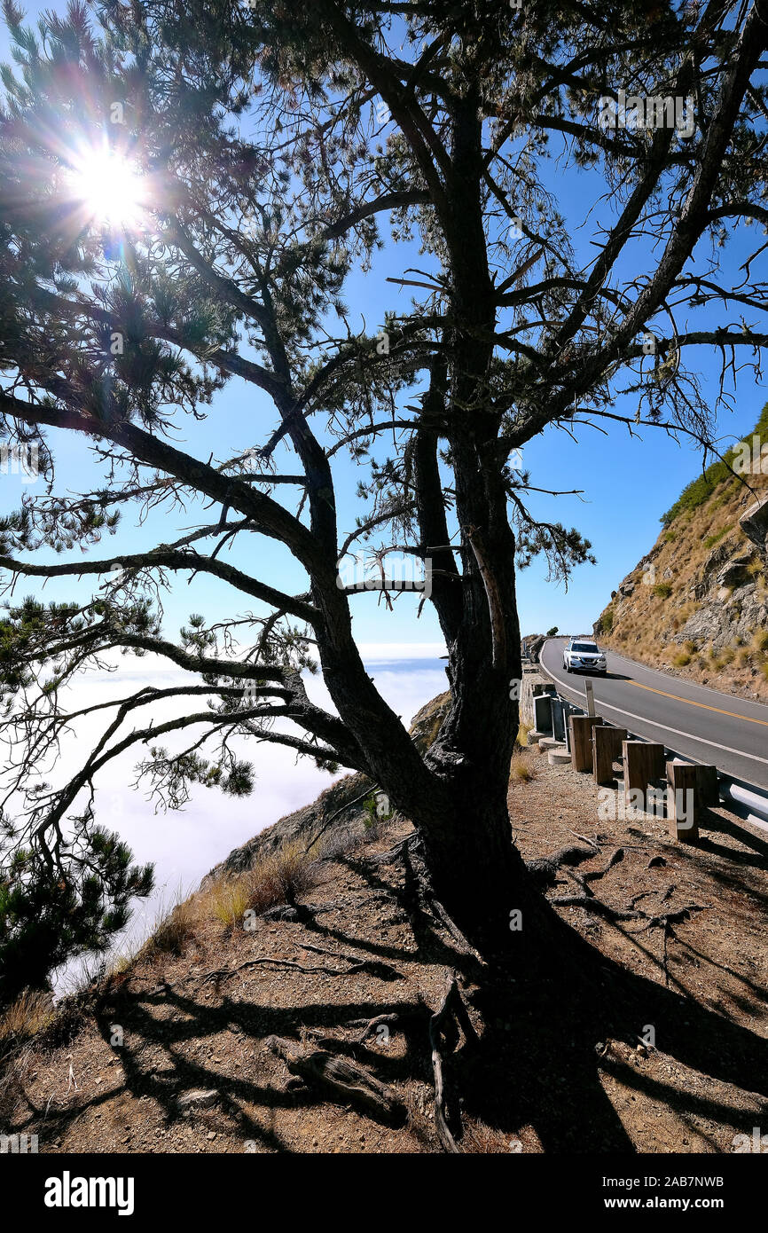 California state Route 1, autostrada 1, strada costiera lungo l'Oceano Pacifico, California, Stati Uniti Foto Stock