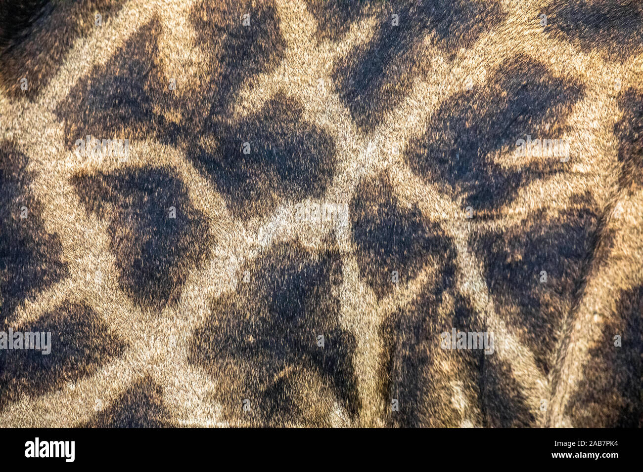 La giraffa camouflage pattern di pelliccia di close-up astratto tema safari metafora Foto Stock