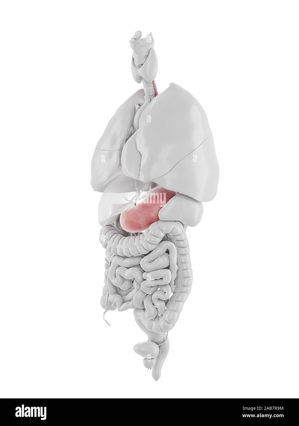 3D Rendering accurato dal punto di vista medico illustrazione dello stomaco e dell'esofago Foto Stock