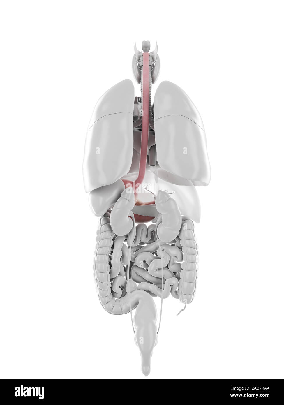 3D Rendering accurato dal punto di vista medico illustrazione dello stomaco e dell'esofago Foto Stock